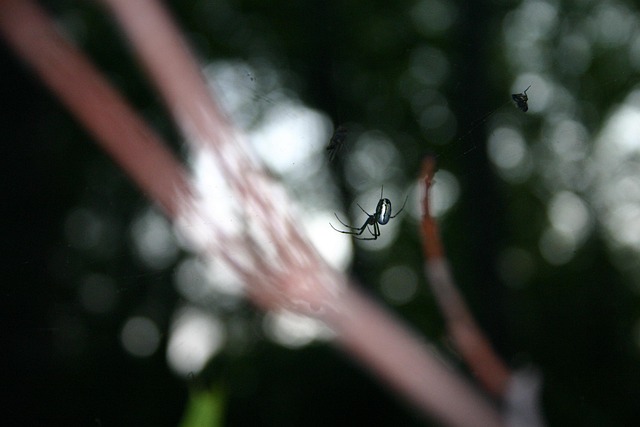 Free Spider Arachnid photo and picture