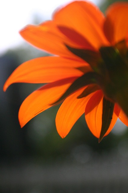 Free Orange Flower photo and picture
