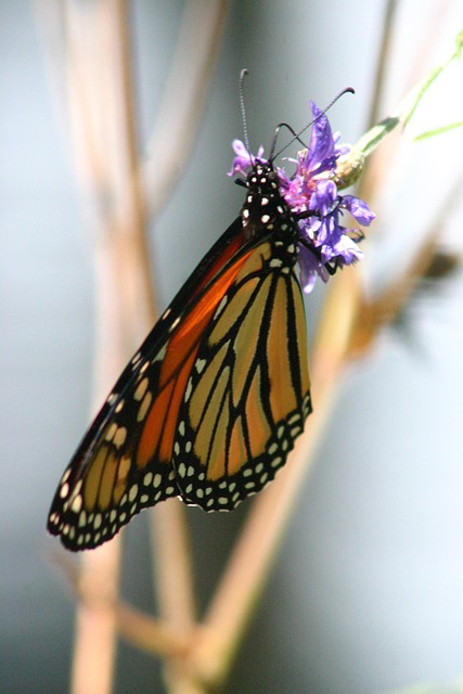 Free Butterfly Nature photo and picture