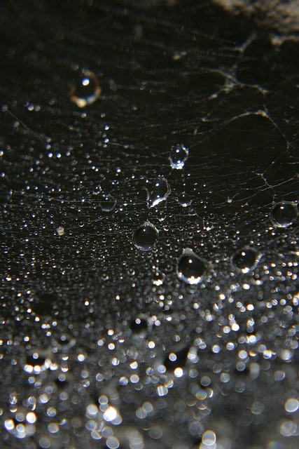 Free Dew Web photo and picture