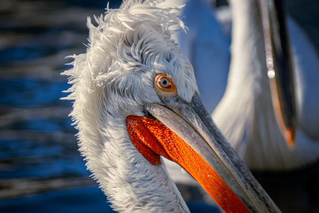 Free pelican bird beak illustration