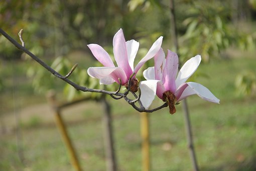 Free Spring Flower Spring photo and picture