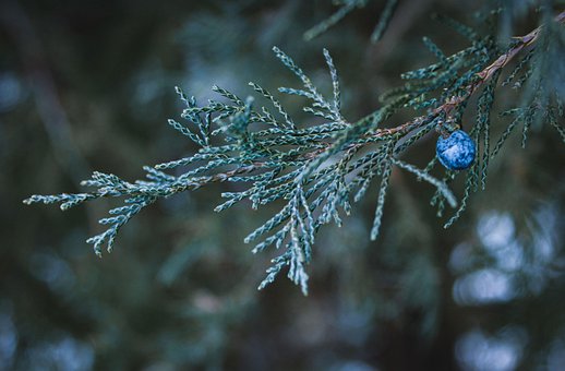 Free Tree Branch photo and picture