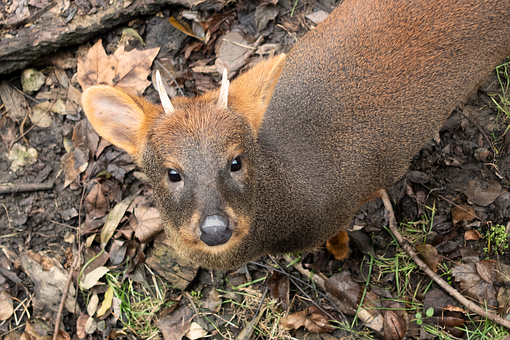 Free Pudu Animal illustration and picture