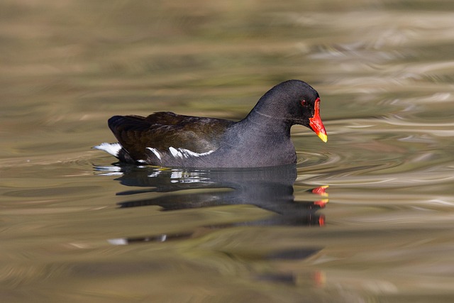 Free Bird Moorhen photo and picture