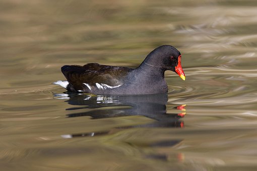 Fugl, Moorhen, Ornitologi, Arter, Fauna