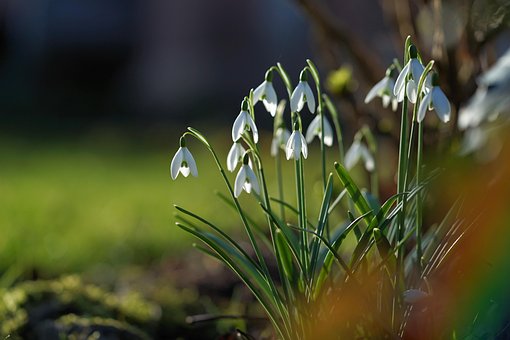 Schneeglöckchen, Blume, Frühling, Natur