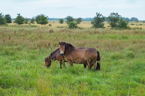 Heste, Vild, Exmoor, Eng, Natur