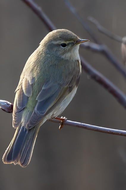 Free Bird Willow illustration and picture