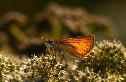 Free Butterfly Insect illustration and picture