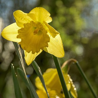 Narzisse, Blume, Gelb, Feder, Gras