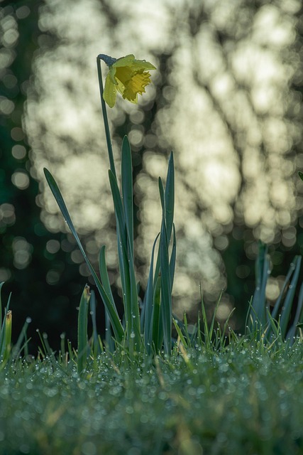 Narzisse, Blume, Gelb, Feder, Gras