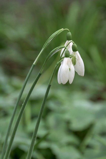 Schneeglöckchen, Feder, Blumen, Natur