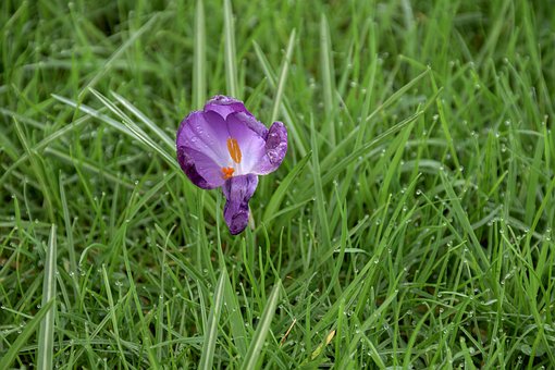 Krokus, Feder, Blume, Blüte, Wiese
