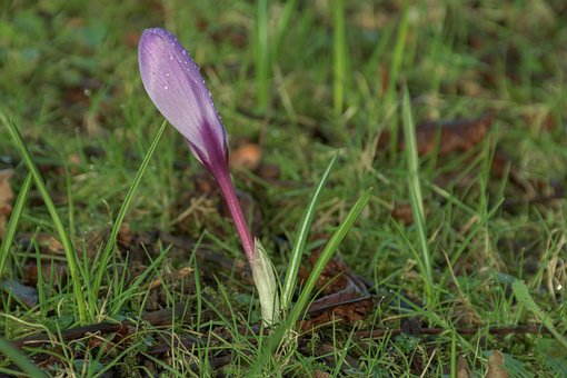 Krokus, Feder, Blume, Blüte, Wiese