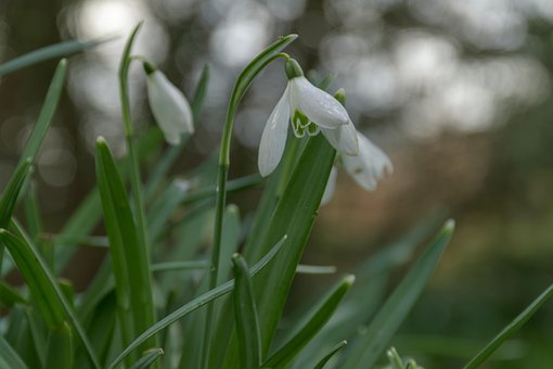 Snowdrops, Primavera, Flores, Natureza