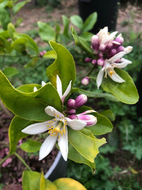 Free Lemon Fruit photo and picture