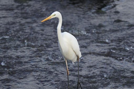 Garça, Pássaro, Mar, Oceano, Natureza