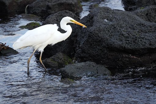 Garceta, Pájaro, Mar, Oceano, Naturaleza