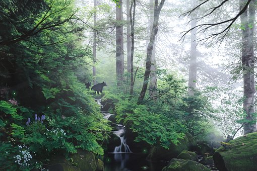 Free Forest Nature photo and picture