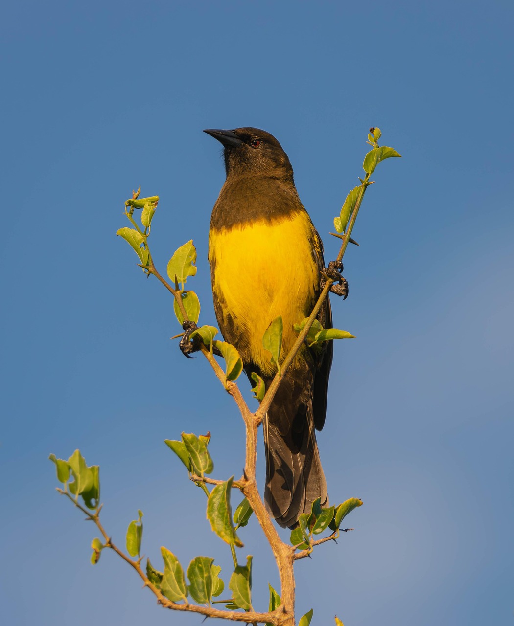Bird Wild Ornithology - Free photo on Pixabay - Pixabay