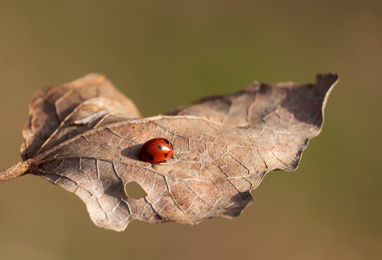 Ladybug - free online jigsaw puzzle photo