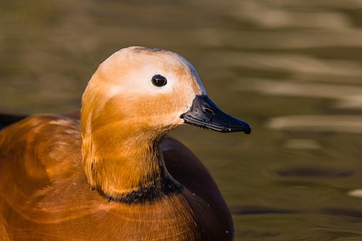 Rødmosset Shelduck, And, Natur, Fugl