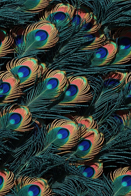 Download free HD stock image of Ai Generated Peacock Feathers Free ai generated peacock feathers feathers illustration