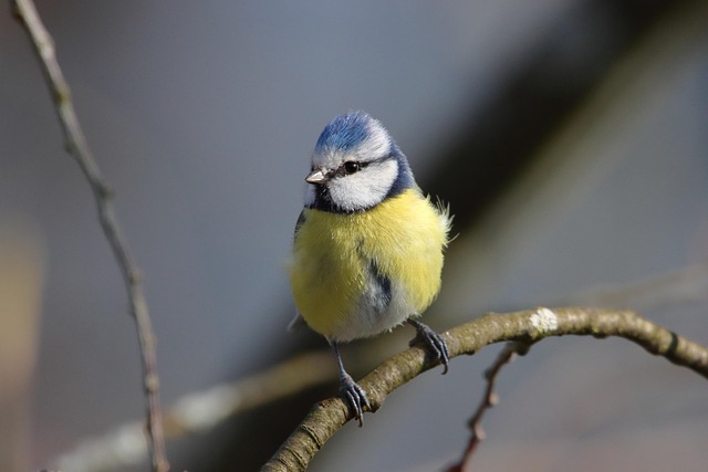 Blue Tit, Vták, Zviera, Perie, Operenie
