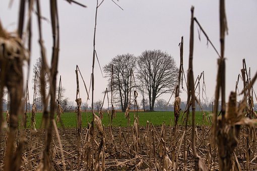 Free Landscape Agriculture photo and picture