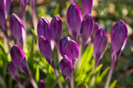 Free Crocuses Flower photo and picture