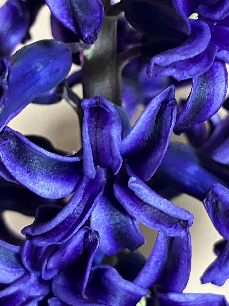 Hyacinth Flower Spring - Free photo on Pixabay - Pixabay