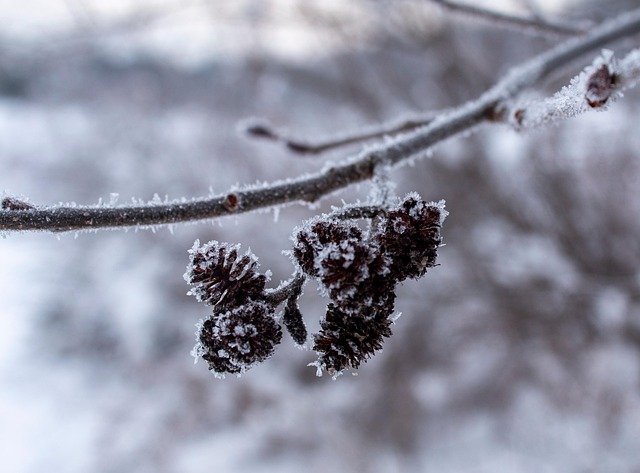 Winter, Vorst, Branch, Detailopname, Ijs