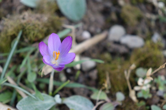 Free Crocus Spring photo and picture