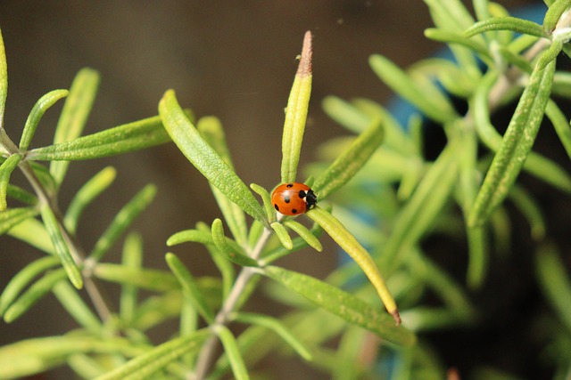Free Ladybug Insect photo and picture