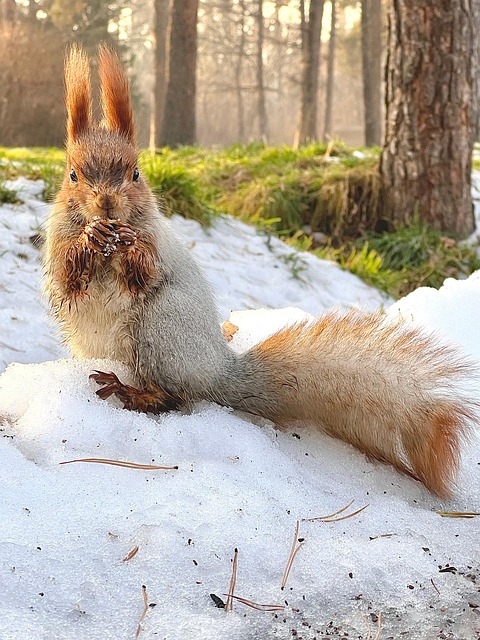 Eichhörnchen, Wald, Natur, Hintergrund