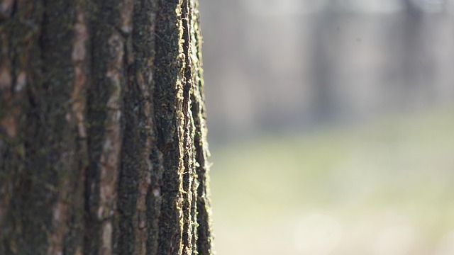 Træ, Natur, Liv, Hukommelse, Silhouette
