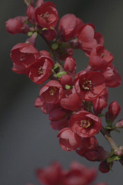 桲 花朵 开花 - Pixabay上的免费照片