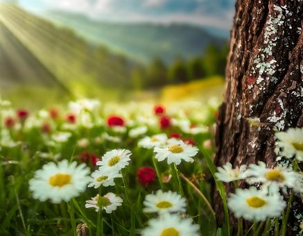 Prado, Flores, Natureza, Campo