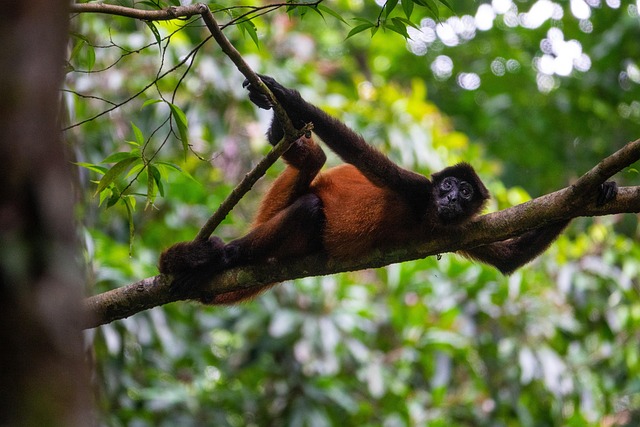 Free Costa Rica Nature photo and picture