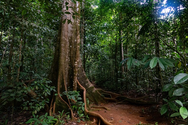 Free Costa Rica Rainforest photo and picture