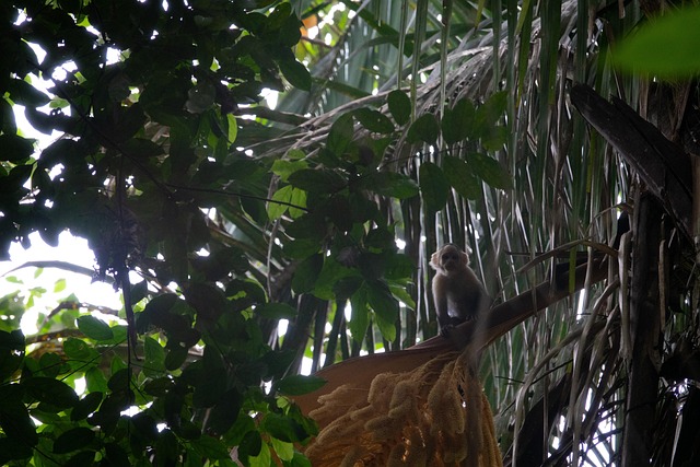 Free Monkey Rainforest photo and picture