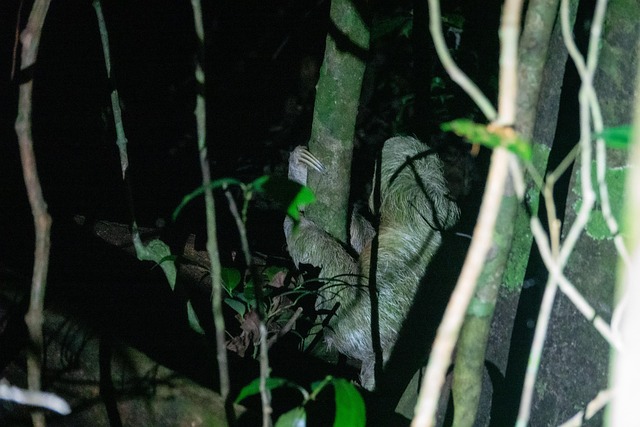 Free Sloth Nature photo and picture