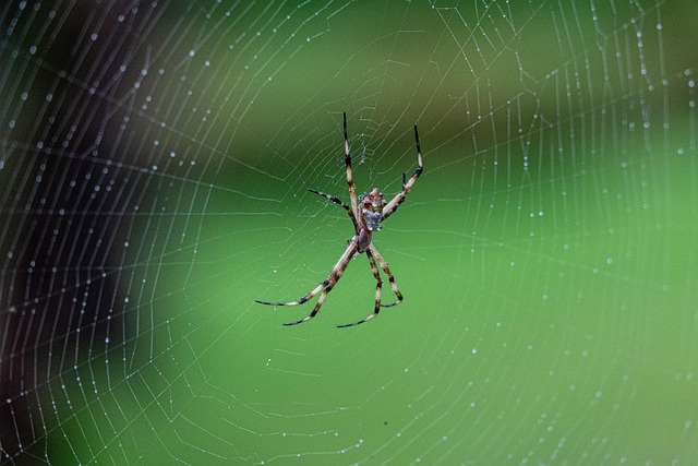Free Spider Costa Rica photo and picture