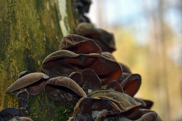 Free Mushroom Lilac Eared photo and picture