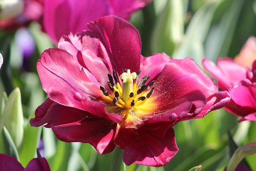 Flores, Naturaleza, Primavera, Bloom
