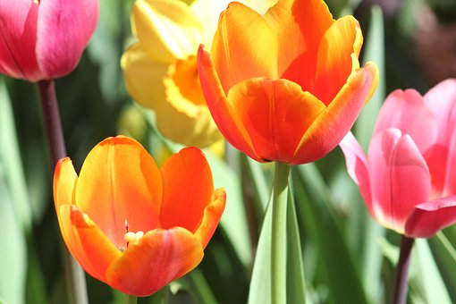 Flores, Naturaleza, Primavera