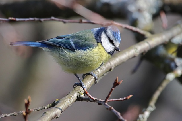 Vták, Blue Tit, Ornitológia, Druh, Faunu