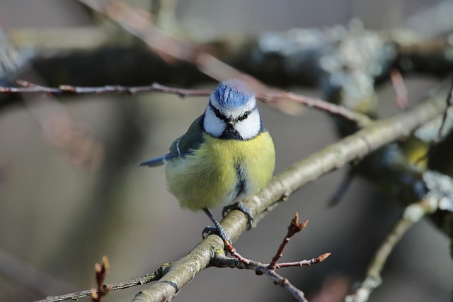 Vták, Blue Tit, Ornitológia, Druh, Faunu