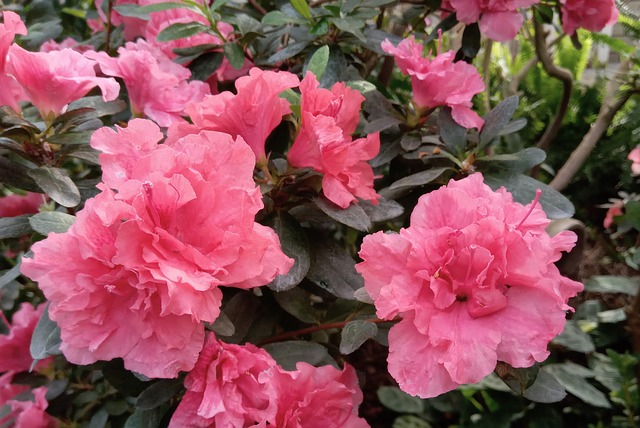 Azalea Flower Pink - Free photo on Pixabay - Pixabay